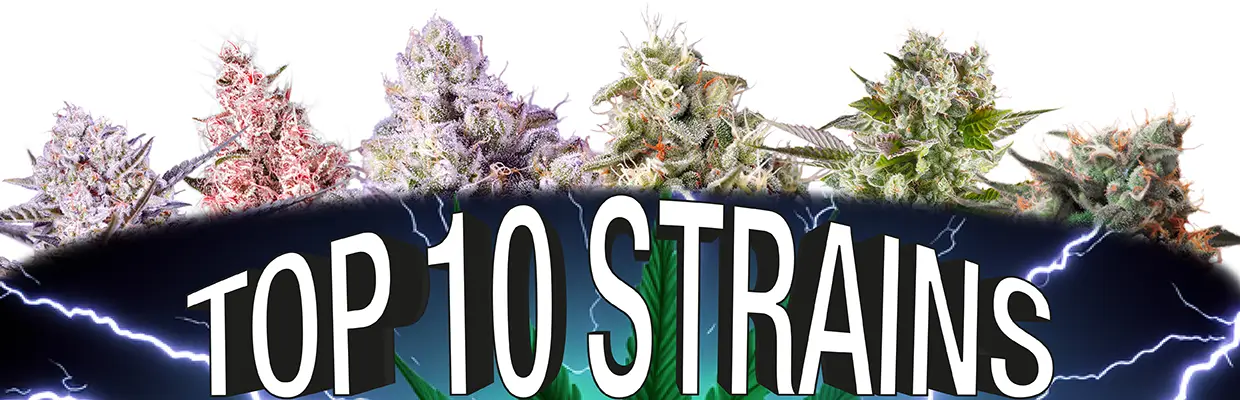 Las mejores marihuanas. Top 10 por variedad