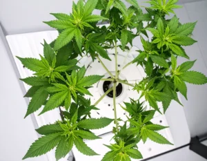 Exceso de estrés en las plantas