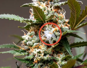 Errores comunes al cultivar con SCROG