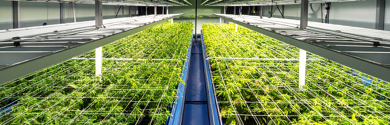 Cultivando cannabis con el método SCROG