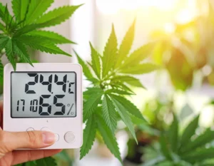 ¿Vale la pena usar el método SCROG de marihuana?