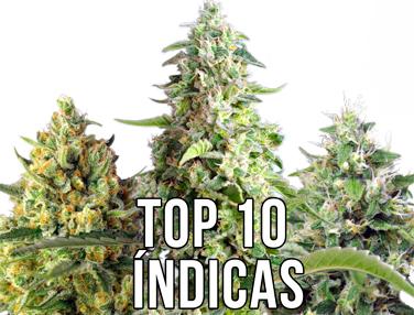 top variedades indica