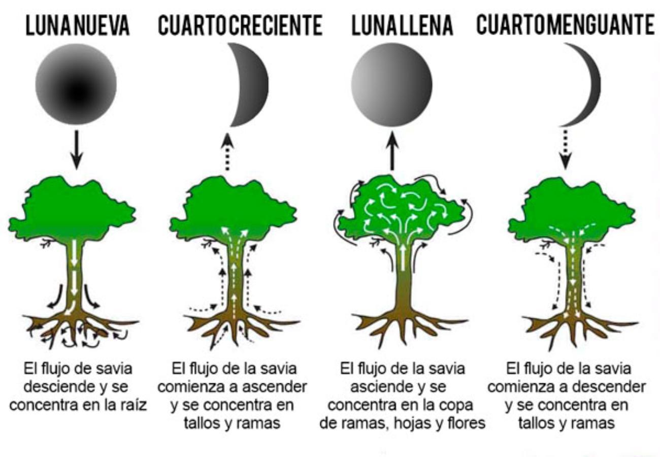 calendario lunar cannabis 2020