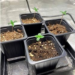 Semana 1 crecimiento