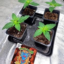 Semana 2 crecimiento