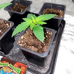 Semana 2 crecimiento