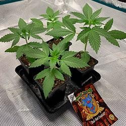 Semana 3 crecimiento