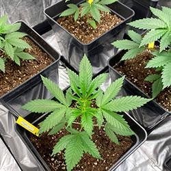 Semana 4 crecimiento