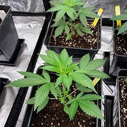 Semana 4 crecimiento