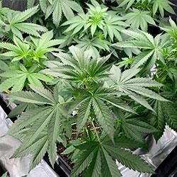 Semana 5 crecimiento