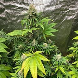 Semana 9 floración