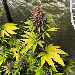 Semana 10 floración