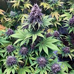 Semana 10 floración