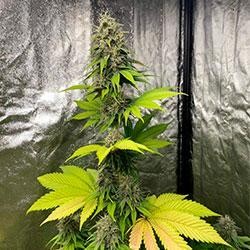 Semana 10 floración