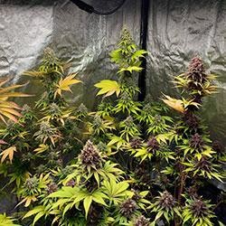 Semana 11 floración