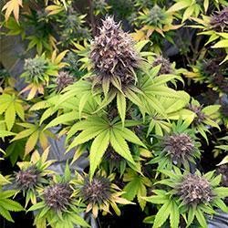 Semana 11 floración