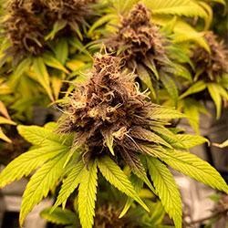 Semana 11 floración