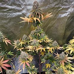 Semana 12 floración