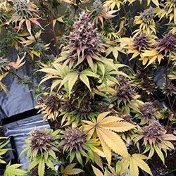 Semana 12 floración