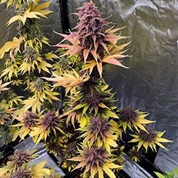 Semana 12 floración