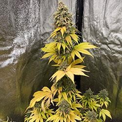 Semana 12 floración