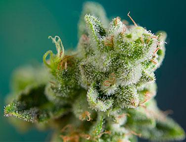 como dar olor a los cogollos