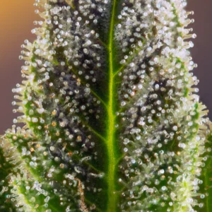 Tricomas ámbar indican su senectud.