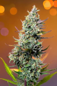 Pineapple Slush XL Auto® (SWS114), una variedad muy aromática.