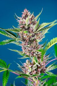 ¿Cómo es el riego adecuado para la variedad Purple Punch OG®?