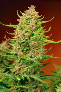 Otras recomendaciones para el cultivo de Strawberry Cola Sherbert F1 Fast Version®