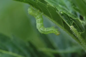 Insecticidas contra orugas y gusanos