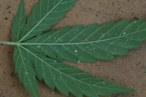 Insecticidas contra la mosca blanca