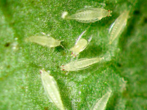 Ventajas de los insecticidas naturales para plantas de marihuana