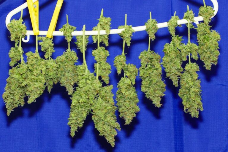 Temperature and humidity for drying cannabis Sweet Seeds®