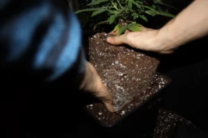 Cultivo exterior en maceta