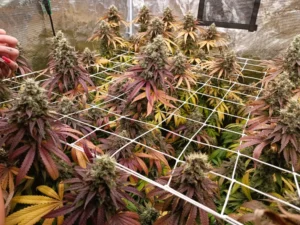 Strawberry Cola Sherbet F1 Fast Version® con poda apical y Scrog.