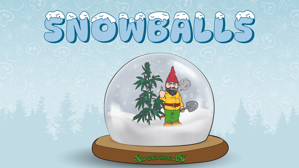 ¿Qué son y cómo se hacen las snowballs de cannabis?