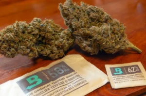 Conseils pour le séchage et l’affinage de vos têtes de cannabis