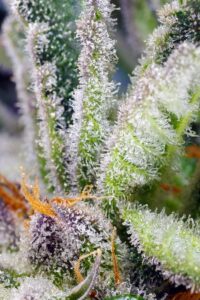 Sweet Mandarine Z XL Auto® en floración con multitud de tricomas.