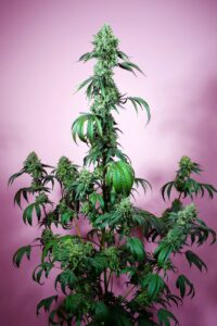 Porte de Sweet Mandarine Z XL Auto® en floración.