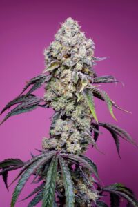 Cogollo de Sweet Mandarine Z XL Auto® en últimos días de floración