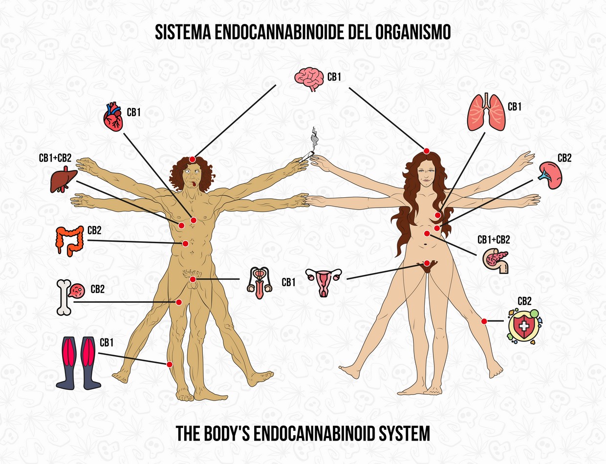 El sistema endocannabinoide y su papel en la regulación de la ansiedad