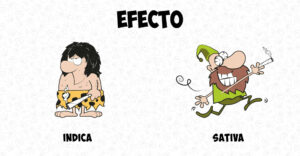 Diferencia entre Cannabis Índica y Sativa Efectos