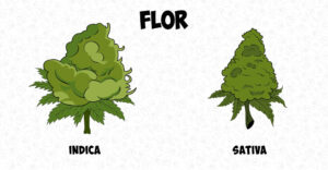 Diferencia entre Cannabis Índica y Sativa: Apariencia