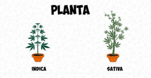 Diferencia entre Cannabis Índica y Sativa por Tamaño