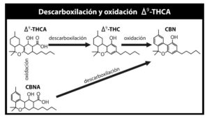 ¿Qué factores afectan sobre la calidad de la marihuana?