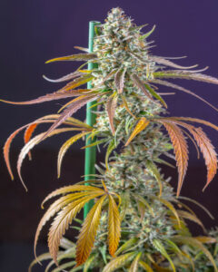 Cogollo sativo de Sweet Amnesia Haze XL Auto®