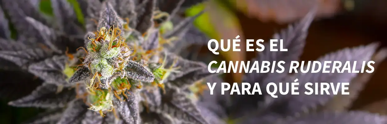 Qué es el Cannabis Ruderalis y para qué sirve