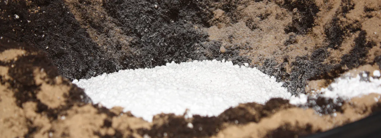 Preparación de sustrato con perlita y guano de murciélago.