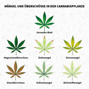 Carences et excès chez le plant de cannabis.
